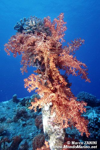 Relitto carnatic ( )