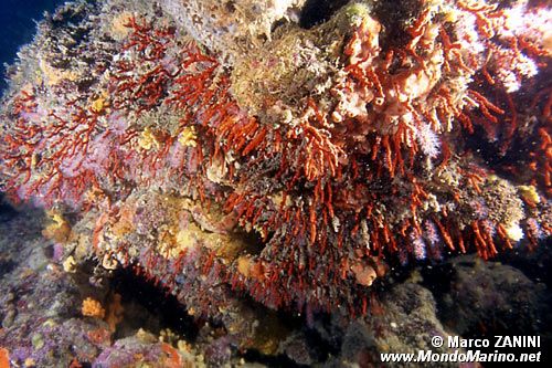 Corallo rosso (Corallium rubrum)