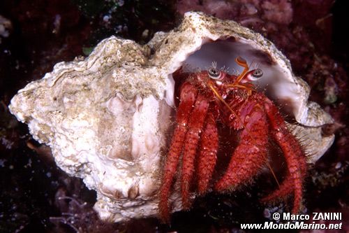 Paguro (Dardanus calidus)