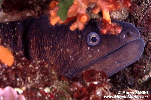 Murena (Muraena helena)