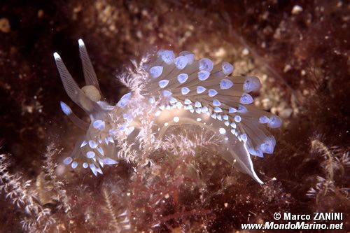 Ianolo (Janolus cristatus)