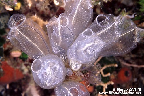 Ascidia  cristallo (Clavelina lepadiformis)