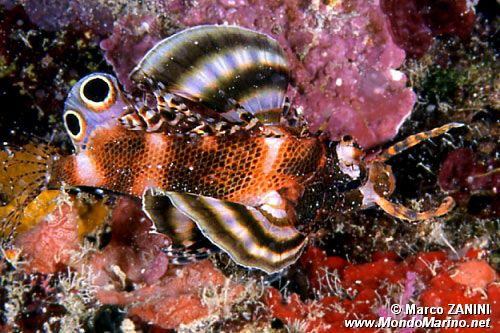 Pesce leone a due occhi (Dendrochirus dendrochirus biocellatus)