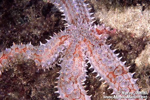 Martasteria (Marthasterias glacialis)