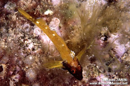 Peperoncino giallo (Tripterygion delaisi)