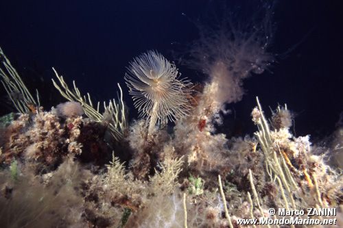 Spirografo (Sabella spallanzanii)