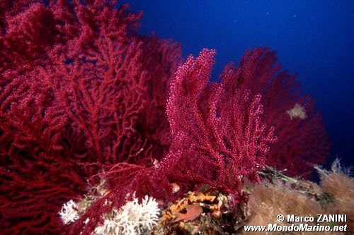 Gorgonia rossa (Paramuricea clavata)