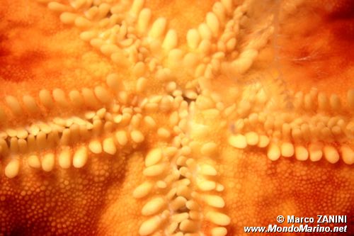 Stella arancio (Hacelia attenuata)