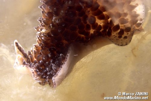 Nudibranco (N.d. n.d.)