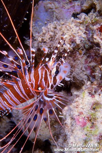 Pesce cobra ocellato (Pterois antennata)