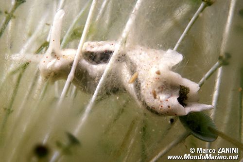 Lumachina verde (Elysia timida)