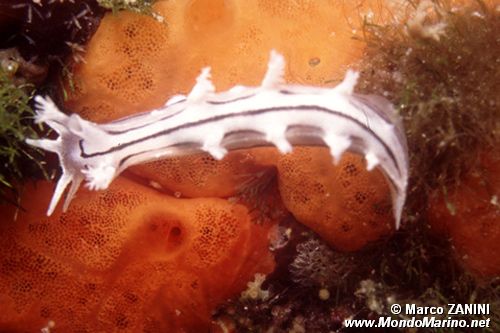 Tritonia (Tritonia striata)