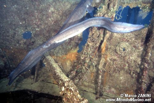 Grongo (Conger conger)