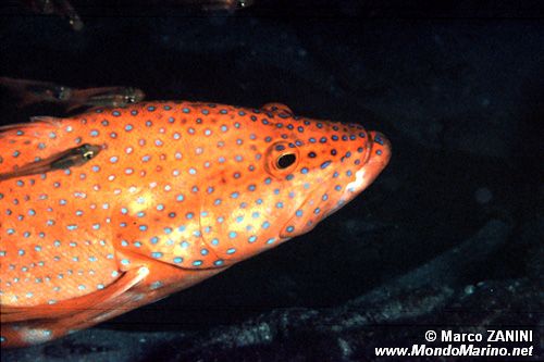 Cernia miniata (Cephalopholis miniata)