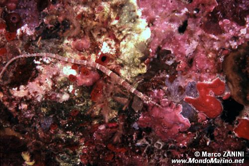 Pesce ago (Syngnathus acus)