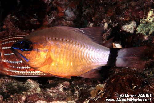 Pesce cardinale dorato (Apogon aureus)