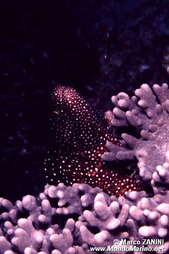 Murena pois bianchi (Gymnothorax meleagris)