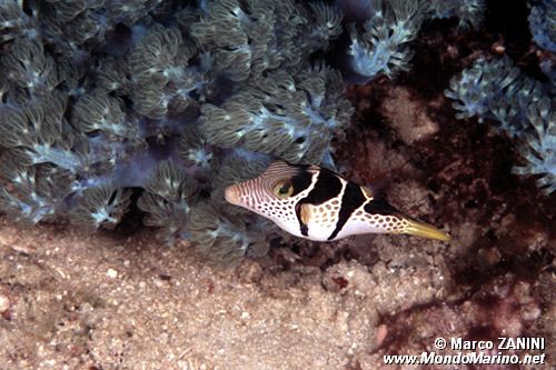 Pesce palla (Canthigaster valentini)