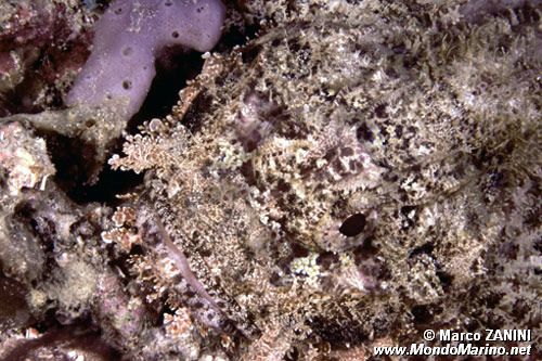 Pesce scorpione tassellato (Scorpaenopsis oxycephalus)