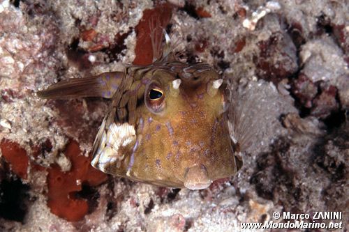 Pesca scatola cornuto (Lactoria cornuta)