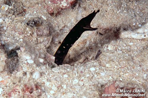 Murena a nastro (Rhinomuraena quaesita)