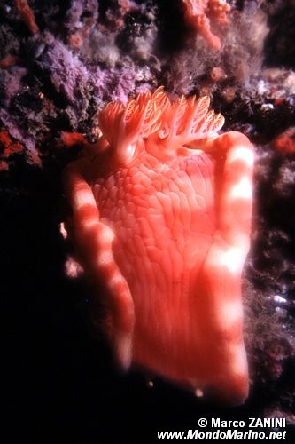 Ballerina spagnola (Hexabranchus sanguineus)