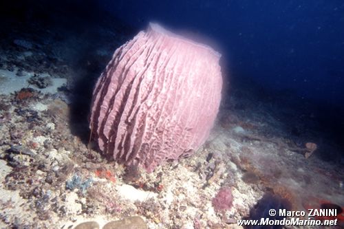 Spugna rossa tropicale (n.d. n.d.)