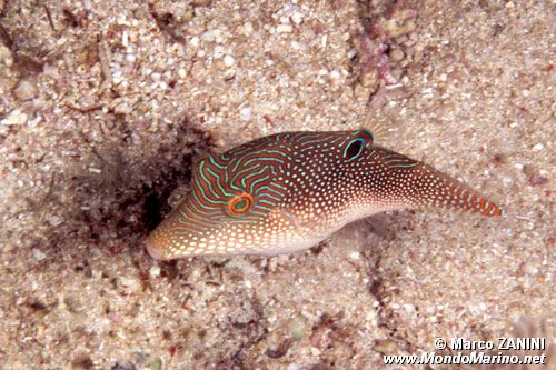 Pesce palla margherita (Canthigaster margaritata)