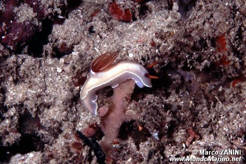 Hypselodoris (Hypselodoris bullocki)