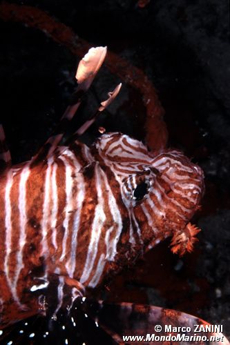 Pesce cobra (Pterois miles)