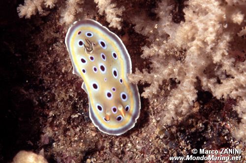 Chromodoris gemella (Chromodoris geminus)