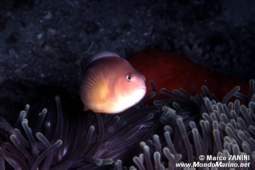 Pesce pagliaccio (Amphiprion akallopisos)