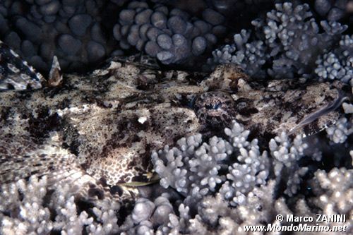 Pesce coccodrillo (Papilloculiceps longiceps)