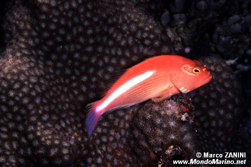 Pesce falco arcato (Paracirrhites arcatus)