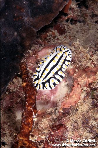 Nudibranco (Phyllidia n.d.)