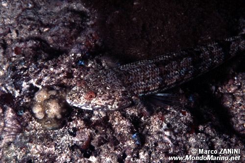 Pesce lucertola variegato (Synodus variegatus)