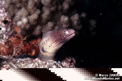 Murena grigia (Siderea grisea)