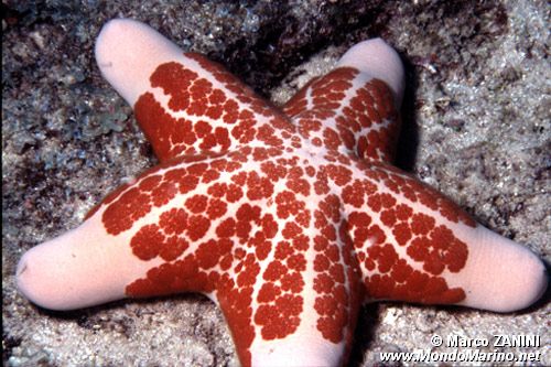 Stella cuscino (Choriaster granulatus)