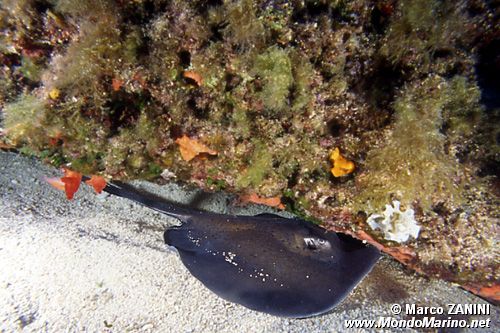 Trigone viola (Dasyatis violacea)