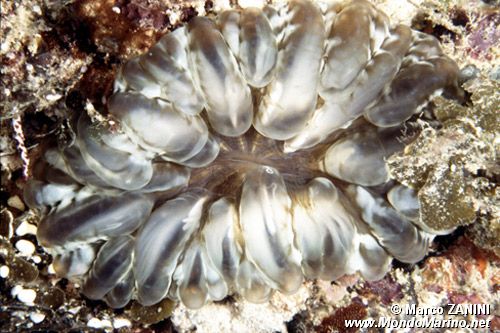 Anemone piuma (n.d. n.d.)