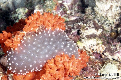 Nudibranco (N.d. n.d.)