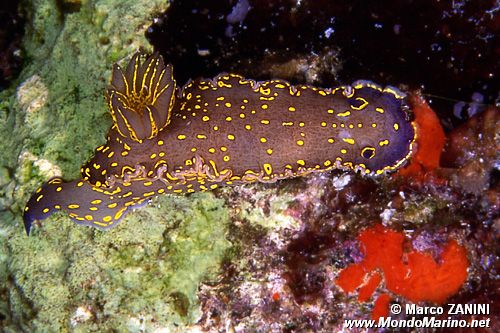 Doride dipinto (Hypselodoris picta)