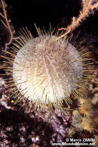Riccio melone (Echinus melo)