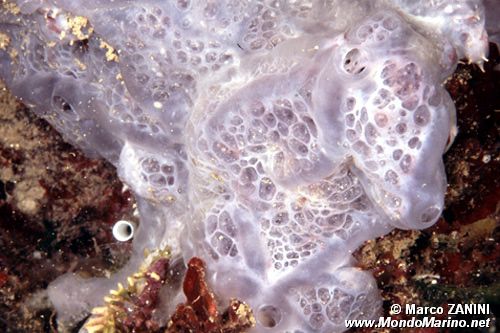 Spugna incrostante blu (Phorbas tenacior)