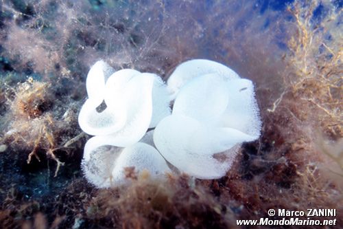 Lumacone tartaruga (Pleurobranchus testudinarius)