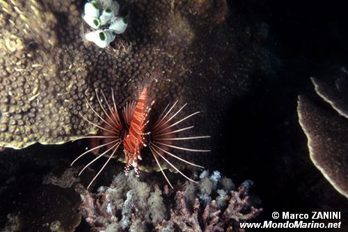 Pesce cobra (Pterois radiata)