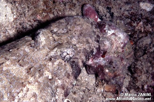 Pesce coccodrillo (Papilloculiceps longiceps)