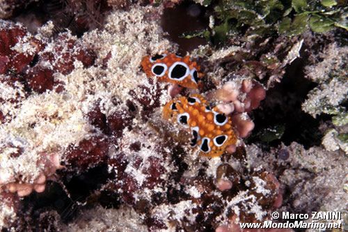 Nudibranco (N.d. n.d.)