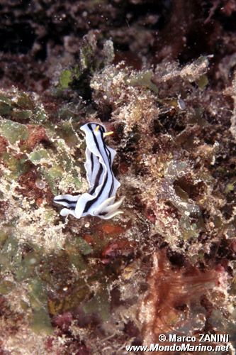 Chromodoris (Chromodoris lochi)