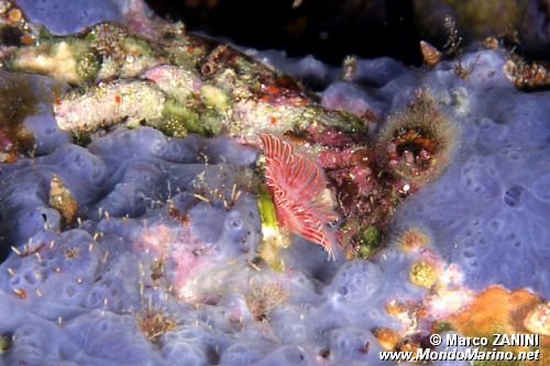 Serpula (Serpula vermicularis)